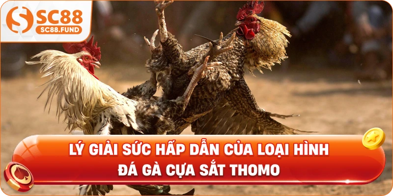Lý giải sức hấp dẫn của loại hình đá gà cựa sắt Thomo